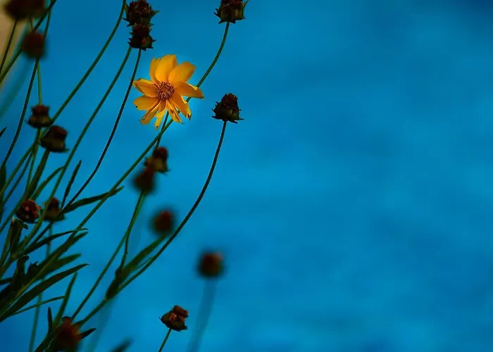 Apartment The Cliff Lux Obzor, Burgas, Bulgaria Obzor